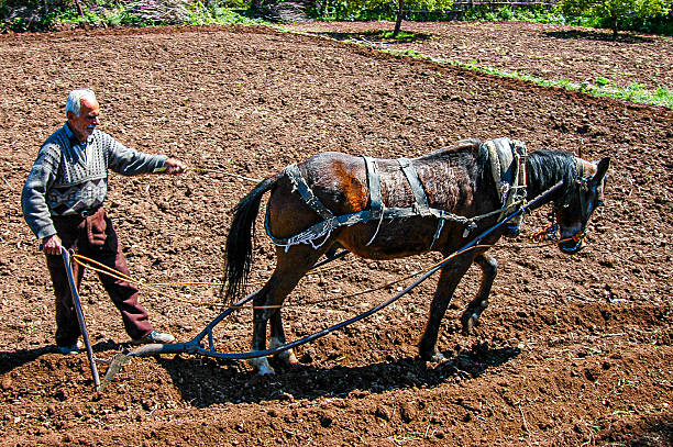 A soulful close-up of two harnessed horses—one chestnut with a white blaze and one dapple grey—standing together in a snowy environment. The image highlights the rustic leather and rope bridles and the frost-dusted muzzles of the animals, set against a soft-focus background of a village building and wrought-iron fence.