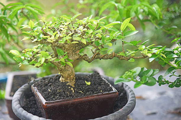 istock Bonsai tree in details and close up 2251658194