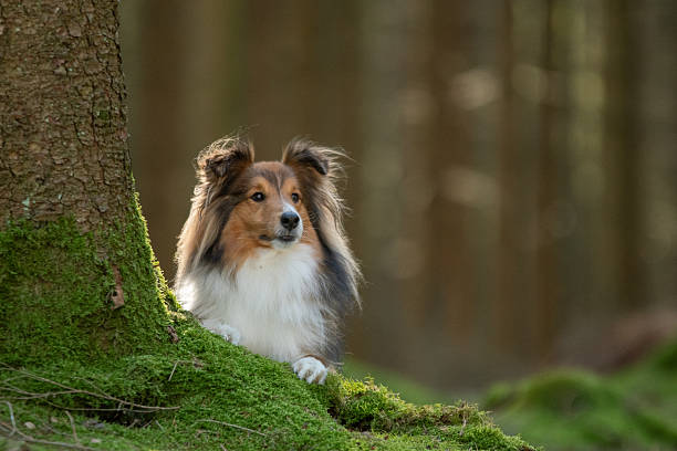 istock Shetland Sheepdog standing on a mossy stump in a forest 2251658869