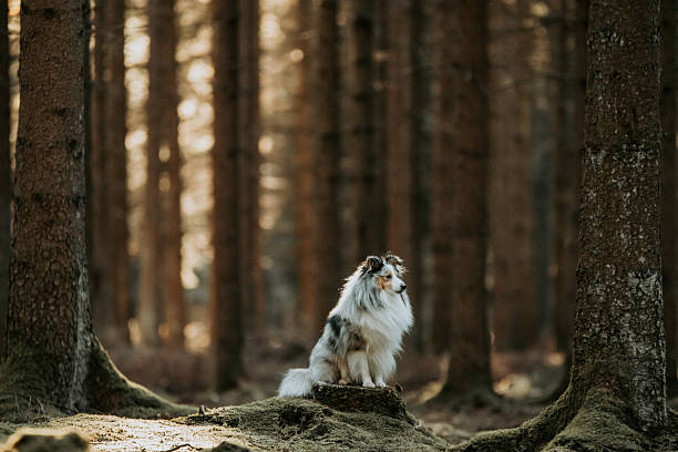 istock Shetland Sheepdog standing on a mossy stump in a forest 2251658874