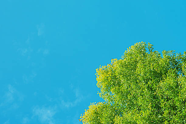 Springtime sunny blue sky with treetops copy space scene