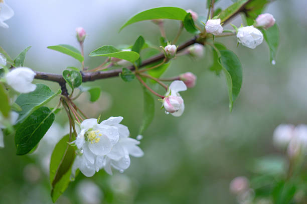 Delicate spring blossoms with raindrops on a branch in bloom.
