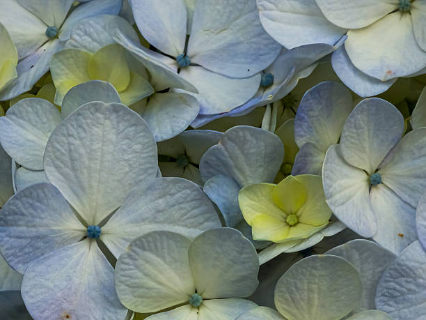 Dried pressed flower petals hydrangea from sweden nature