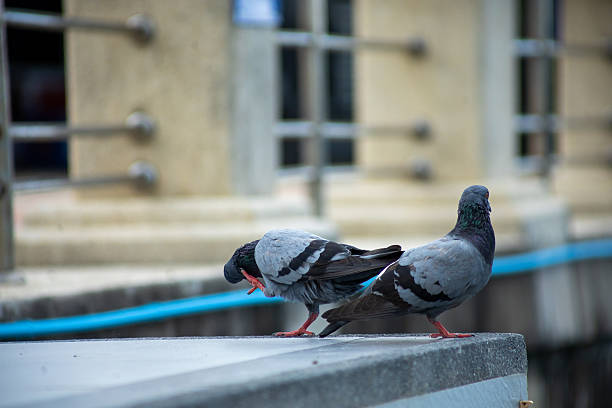 istock Pigeons feed food on the ground, focus selective 2251663941