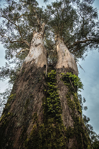 istock Twin Eucalyptus Trunks Reaching the Sky 2251664846