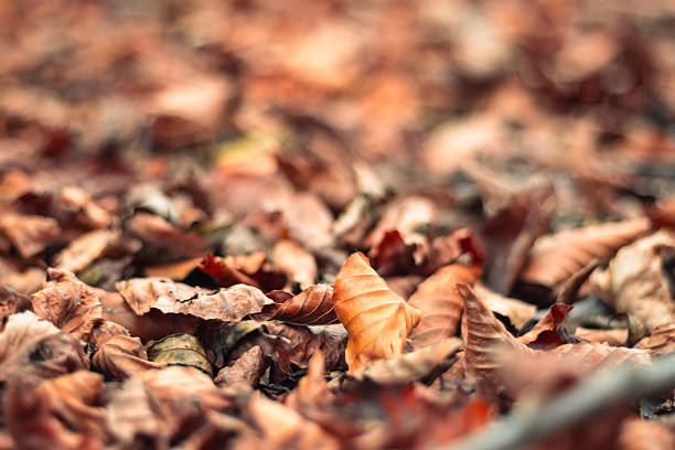 Close-up of dry autumn leaves covering the ground, captured with a shallow depth of field and warm tones. Ideal as a seasonal background or texture for themes related to autumn, nature, change of season, outdoors, and natural environments.