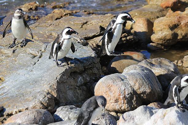istock African Penguins Standing on Rocky Shoreline 2251666725