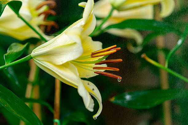 Bright Yellow Lily with Water Drops and Detailed Stamen