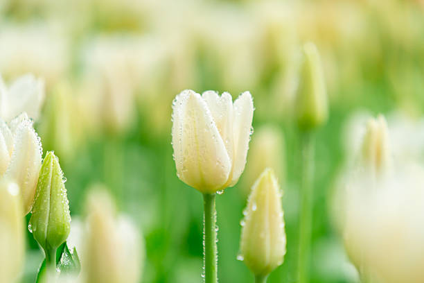 Bright Spring Tulip Garden Fresh white  Blooms with Dew Drops