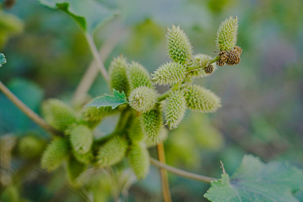 Common cocklebur fruits close-up view with selective focus on foreground