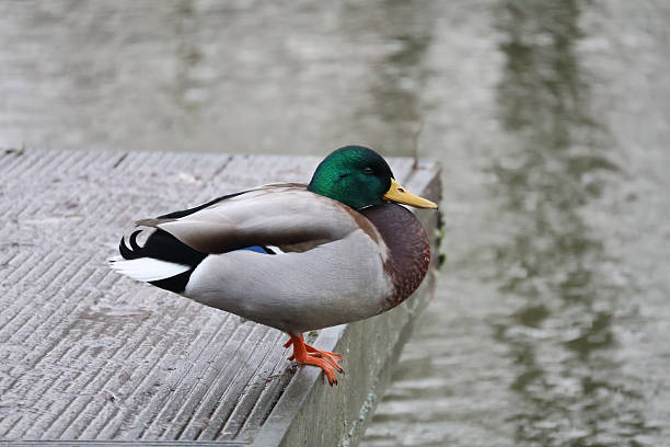 istock A male mallard duck by the water 2251669513