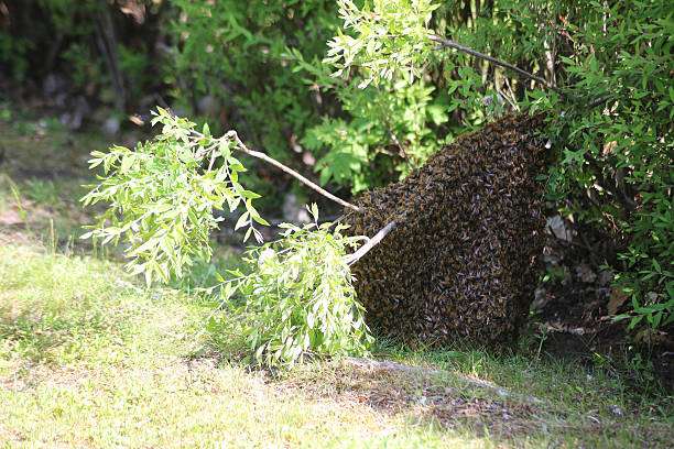 A really big pile of bees