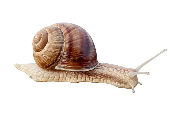istock Snail isolated on white background 2251673460