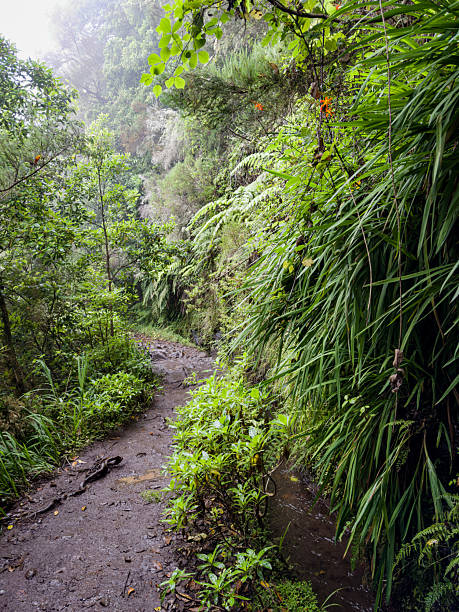 Idyllic landscape of the Das Queimadas Forest Park Beginning of the Levada Calderao Verde Route