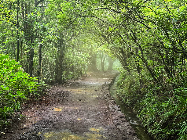 istock Das Queimadas Forest Park Beginning of the Levada Calderao Verde Route 2251673607