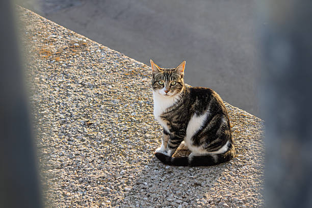 Gray cat on a gray wooden garden chair - paving stones on the ground - pink decrepit wall - tree branch in the foreground