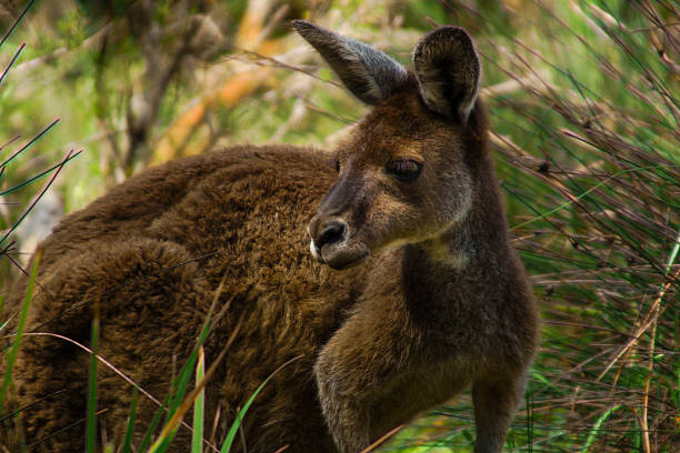 istock Female western grey kangaroo (Macropus fuliginosus) in Perth, Australia 2251676138