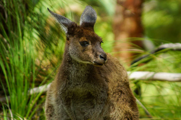 Female western grey kangaroo (Macropus fuliginosus) photographed in Perth, Australia. This native Australian marsupial is shown in a natural urban bushland setting, highlighting its grey-brown fur. The image represents iconic Australian wildlife commonly found in and around Perth’s parks and open spaces. No people.
