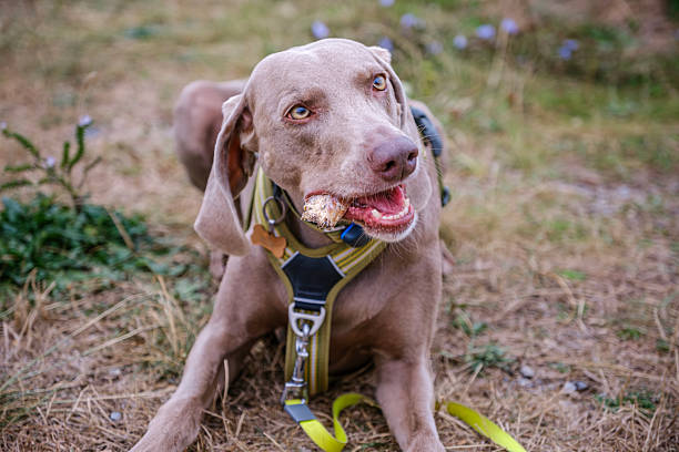 Weimaraner Dog Chewing Bone or Stick Outdoors in Dry Grass