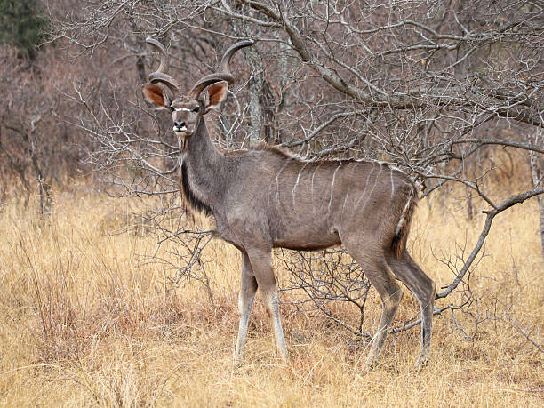 istock Pilansberg National Park 2251677292