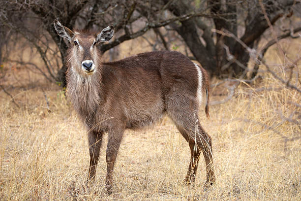 istock Pilansberg National Park 2251677675