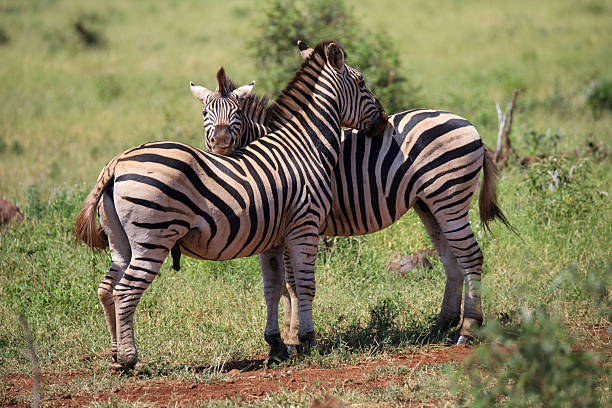 Two zebras foraging in a natural South African habitat surrounded by dry vegetation under daylight.