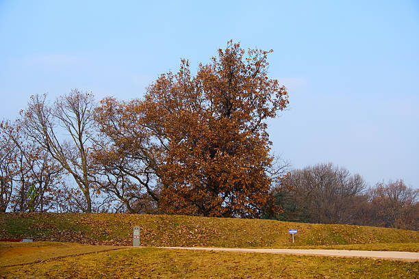A tree that I met on a nature trail in the morning hours