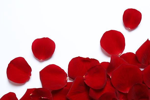 istock Red rose petals on white background 2251681816