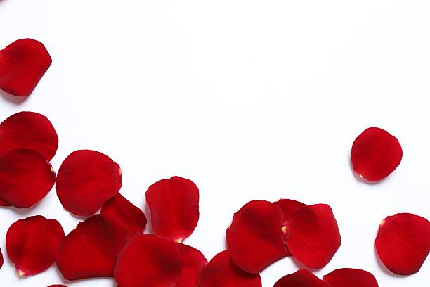 istock Red rose petals on white background 2251684297