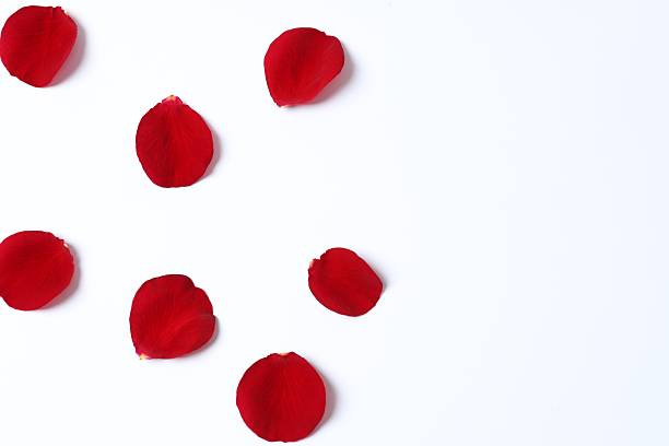 istock Red rose petals on white background 2251684313