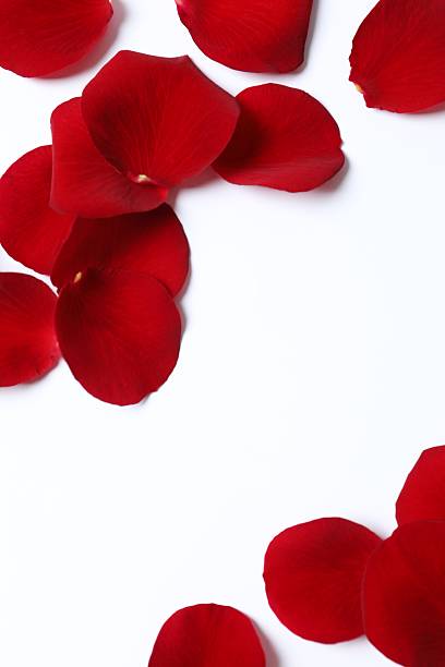istock Red rose petals on white background 2251684326