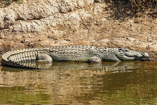 istock African Crocodile at the water's edge 2251684824