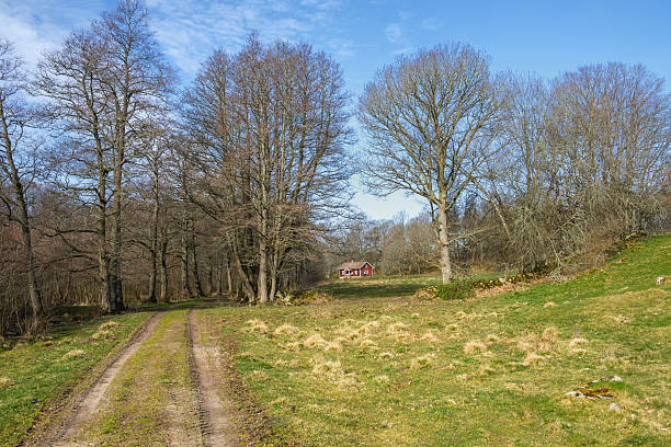 Dirt road on a meadow to the forest