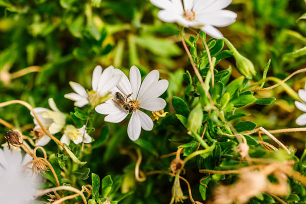 Bee on white daisy in spring. Natural harmony, pollination process and ecological balance in close-up
