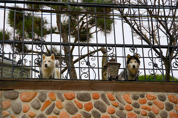 Two dogs looking down through a fence hole