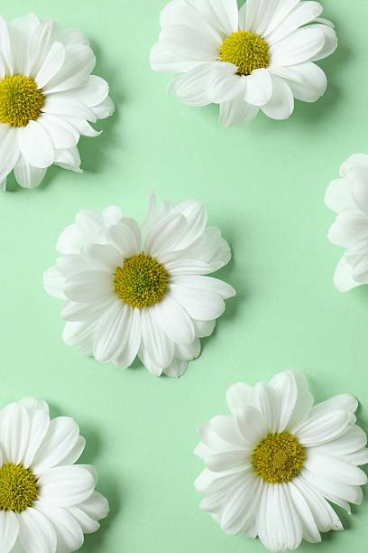 istock Beautiful chamomile on color background 2251687895