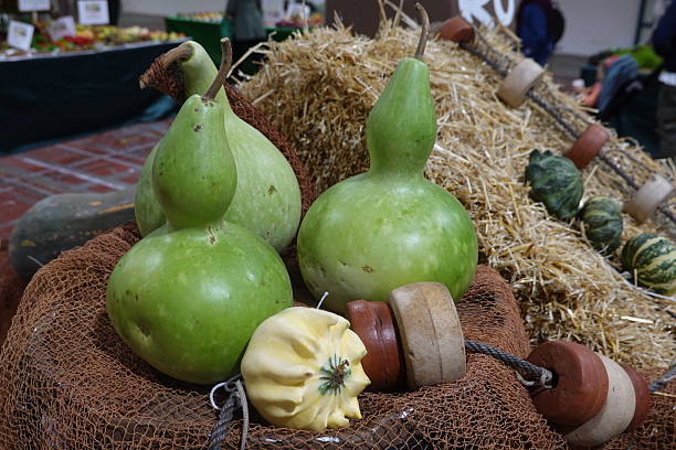 Green gourds resting on a brown fishing net, with straw and buoys creating an autumn harvest market display