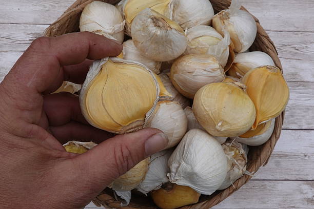 istock Hand picking fresh solo garlic bulbs from basket 2251689189