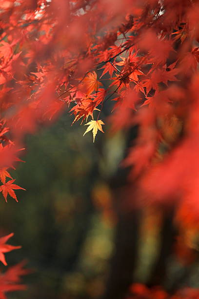 istock Autumn leaves in Japan 2251689891