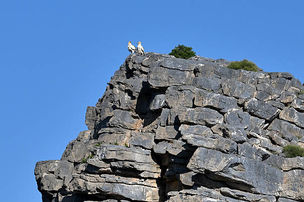 istock Egyptian vulture (Neophron percnopterus) 2251690994