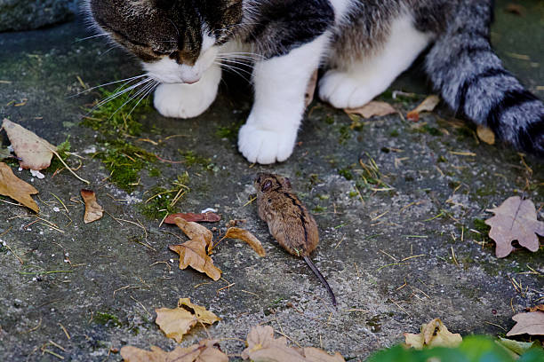 red pet cat playing with a gray mouse on a white background
