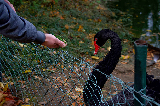 A man's hand holds out green grass to a black swan