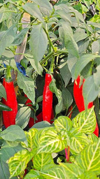 istock Red chili in the garden. 2251693763