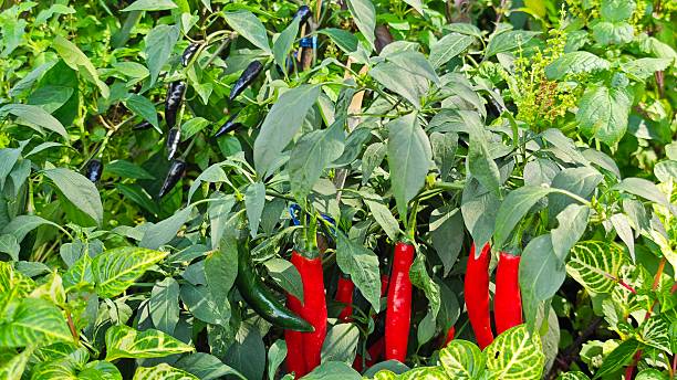 istock Red chili in the garden. 2251693780