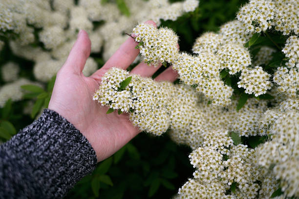 istock Human hand among flowers 2251694605