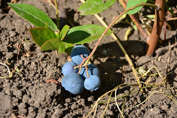 a small bush with Blueberries on Rich Soil