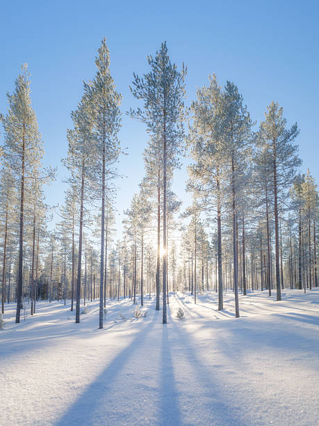 istock Winter landscape in the forest. Trees covered with snow. Sun rays through the trees. Winter wonderland. Scandinavian countries. Landscape in winter time. Background, wallpaper, postcard. 2251697665