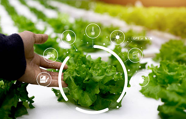 istock Smart hydroponic farming system with fresh green lettuce and digital interface icons showing water, temperature, sunlight, and pH control for sustainable agriculture and precision technology. 2251698555