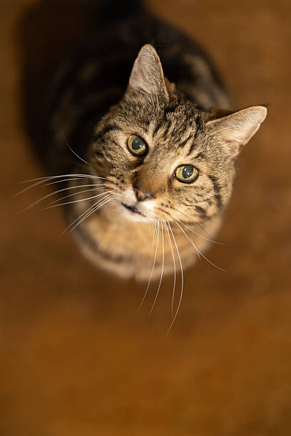 Handsome hungry tabby cat looking up and at camera