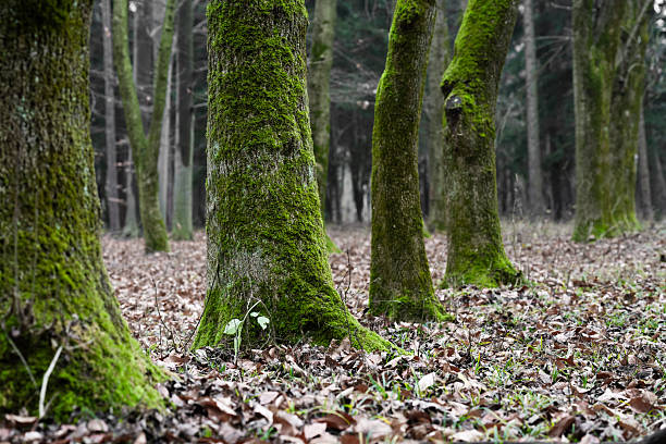 Row of Trees covered with green moss
